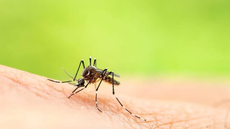 Le chikungunya est transmis par les moustiques Aedes qui piquent plutôt le jour.