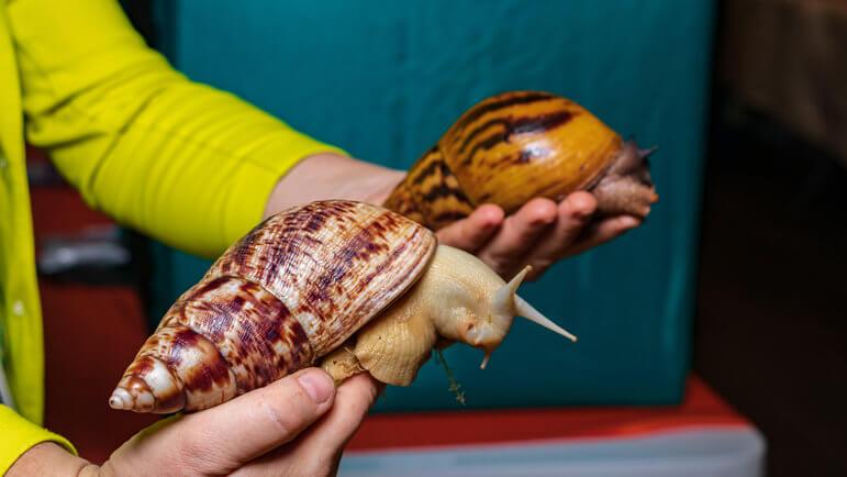 La bave de l'escargot géant africain (<em>Achatina fulica</em>) peut transmettre l'angiostrongylose humaine.