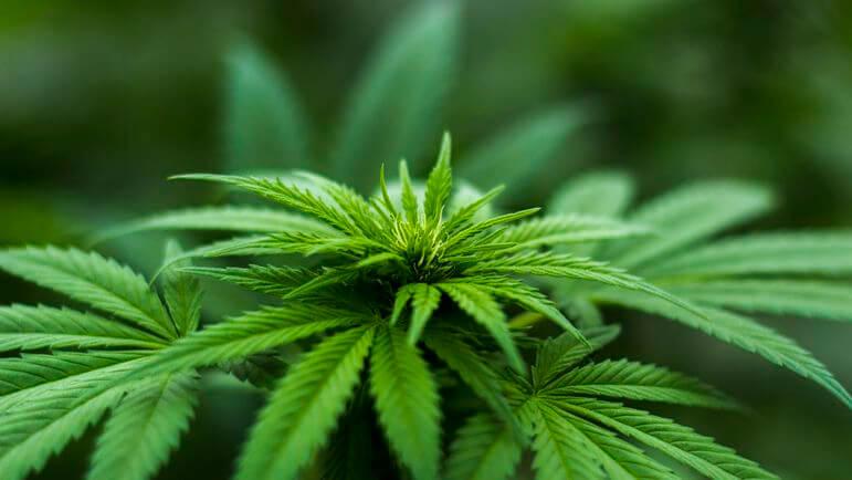 Le cannabidiol est un composant majeur de la plante, Cannabis sativa, à l’instar du THC.