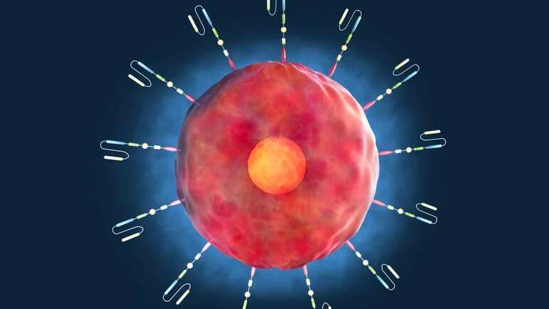Réarmer les leucocytes du patient pour les transformer en cellules tueuses de tumeurs.
