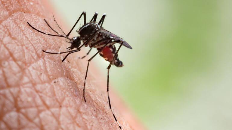 <p>Les symptômes apparaissent environ une semaine après la piqûre d’un moustique infecté.</p>