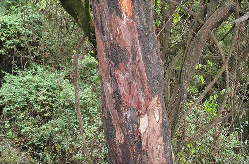 Tronc de Prunus africana sur lequel l'écorce a été prélevée (illustration @Marco Schmidt sur Wikimedia).